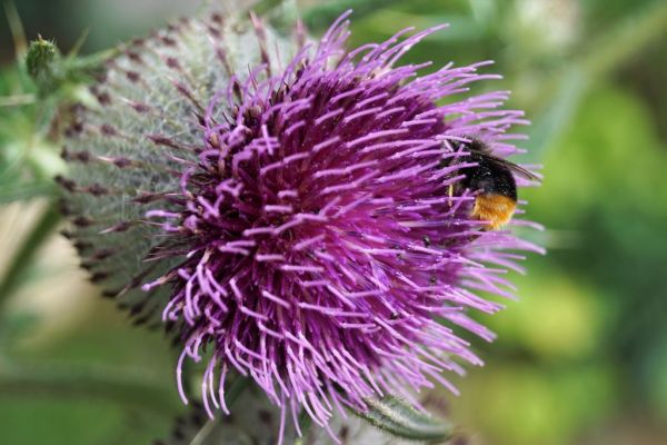 Pszczoła i kwiatek, fot. Ogród Botaniczny UMCS